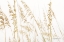 Picture of BLOWING IN THE WIND II