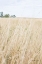 Picture of ON THE EDGE III