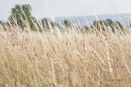 Picture of SUMMER FIELD I