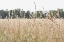 Picture of SUMMER FIELD II