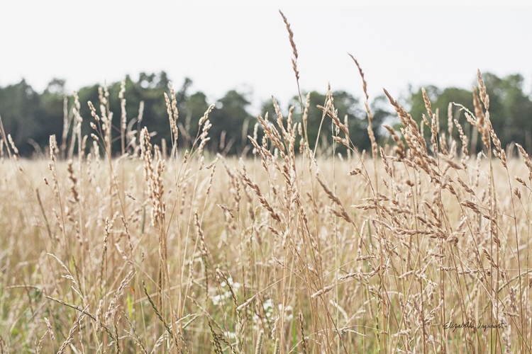 Picture of SUMMER FIELD II