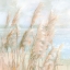 Picture of SEASIDE PAMPAS GRASS LIGHT CROP