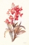 Picture of AUTUMN ORCHID I