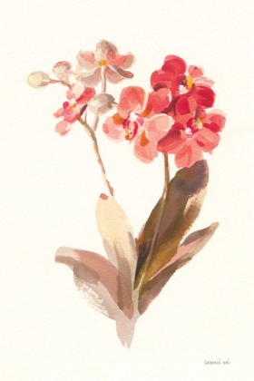 Picture of AUTUMN ORCHID II