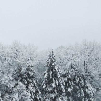 Picture of SNOWSHOE HILL DEEP CROP