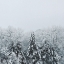 Picture of SNOWSHOE HILL DEEP CROP