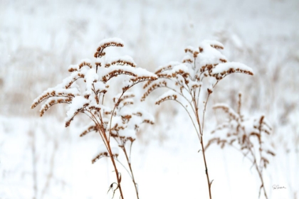 Picture of SNOWY GARDENS