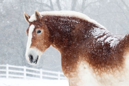 Picture of SNOWY DRAFT HORSE