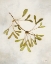 Picture of MAPLE BRANCH CROP