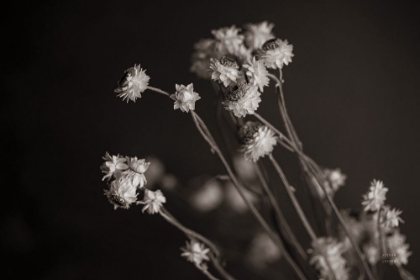 Picture of DAISY STUDY