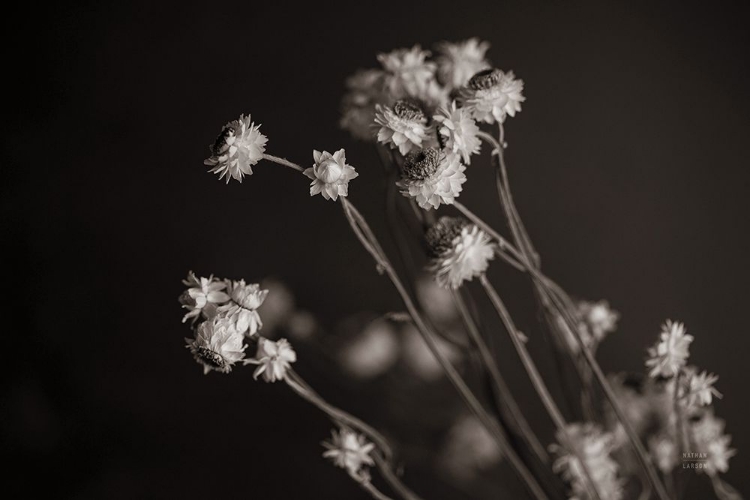 Picture of DAISY STUDY