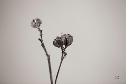 Picture of DAYLILY POD STUDY