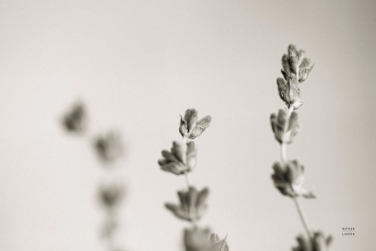 Picture of LAVENDER STUDY