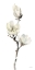 Picture of WHITE MAGNOLIA I