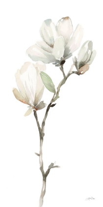 Picture of WHITE MAGNOLIA II