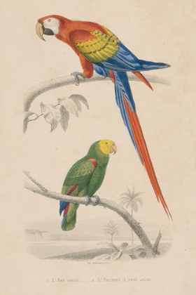 Picture of PARROT STUDY