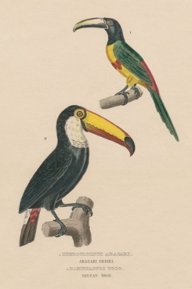 Picture of TOUCAN STUDY