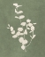 Picture of BOTANICAL STUDY II FOREST GREEN