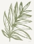 Picture of NATURE IN SAGE I