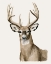 Picture of HANDSOME WHITETAIL I