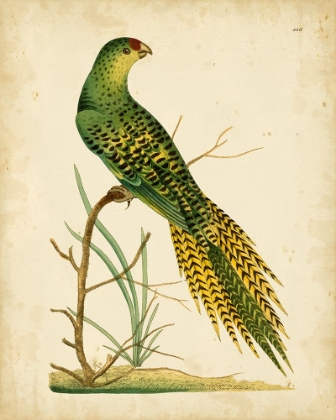 Picture of NODDER TROPICAL BIRD IV