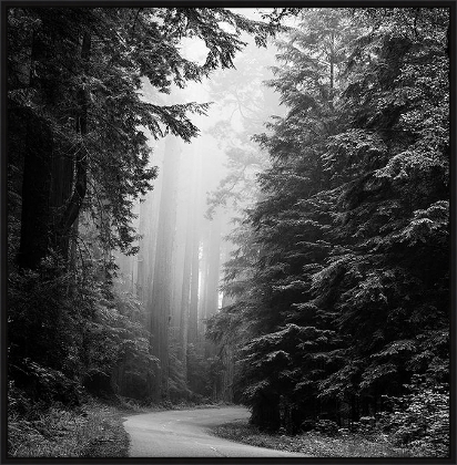Picture of California Redwoods by Carol Highsmith