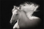 Picture of Grey Ghost by Robert Dawson