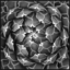 Picture of Succulent Bw by Katrina Brown