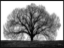 Picture of The Tree by John Jones