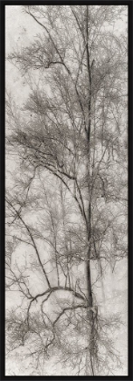 Picture of Tree Triptych I by Norm Stelfox