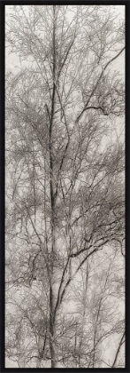 Picture of Tree Triptych III by Norm Stelfox