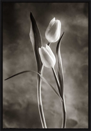 Picture of Twotone Tulips VI by Debra Van Swearingen