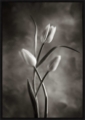 Picture of Twotone Tulips VIII by Debra Van Swearingen