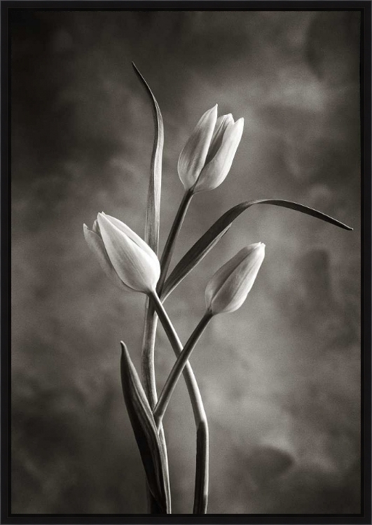 Picture of Twotone Tulips VIII by Debra Van Swearingen