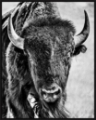 Picture of Buffalo Portrait by Ph Burchett