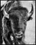 Picture of Buffalo Portrait by Ph Burchett