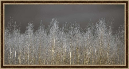 Picture of Silver Forest by Frank Assaf