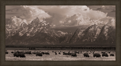 Picture of Where The Buffalo Roam by Robert Dawson