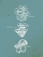 Picture of MUSHROOM TYPE 2