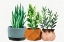 Picture of POTTED PLANTS