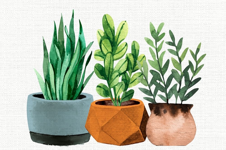 Picture of POTTED PLANTS