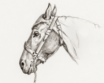 Picture of HEAD OF A HORSE I 1819