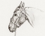 Picture of HEAD OF A HORSE I 1819