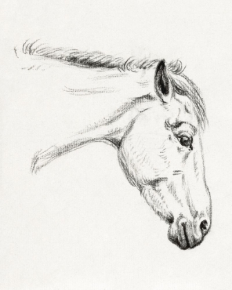 Picture of HEAD OF A HORSE II 1819