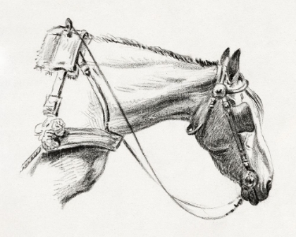 Picture of HEAD OF A HORSE III 1820