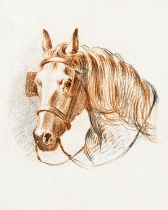 Picture of HEAD OF A HORSE IV 