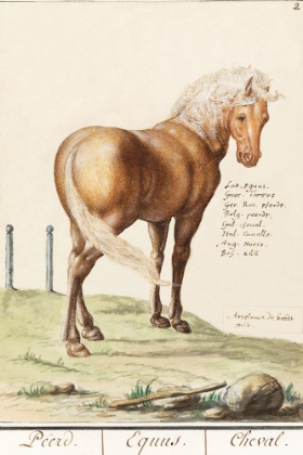 Picture of HORSE-EQUUS FERUS CABALLUS 1596