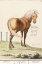 Picture of HORSE-EQUUS FERUS CABALLUS 1596