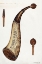 Picture of POWDER HORN 1937