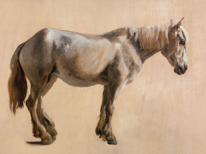 Picture of STUDY OF A GREY HORSE 1800
